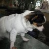 clothes-for-dogs3