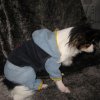 clothes-for-dogs4