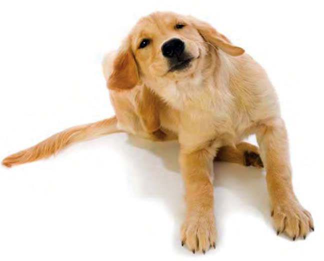 Фото собаки чешущей ухо